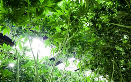 sustainable cannabis gardening tip: grow lights with lower energy output
