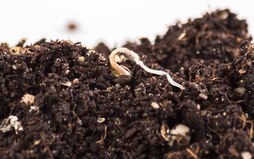 sustainable cannabis gardening tip: sustainable grow mediums