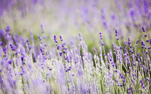 Lavender field