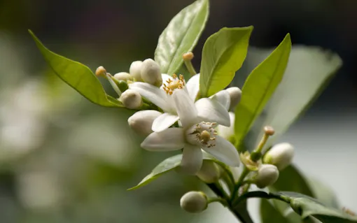 Citrus Sinensis / Sweet Orange Flower