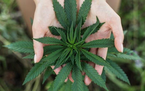 woman's hands holding leafs of medicine marijuana