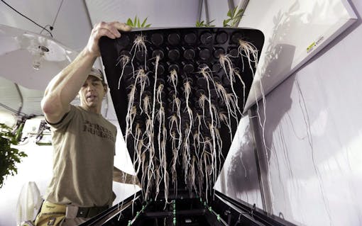 roots of cannabis grown with aeroponics