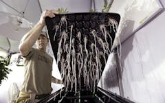 roots of cannabis grown with aeroponics