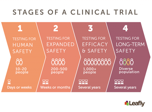 cannabis and epilepsy clinical trial stages