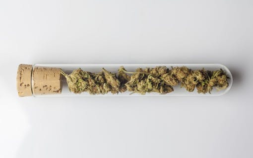 medical cannabis for epilepsy and seizures