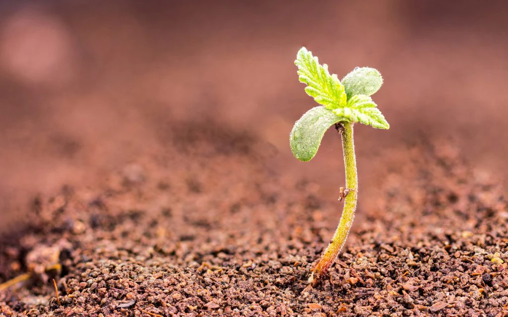 seed germination
