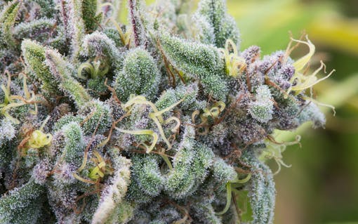 What Is 'Kush' Cannabis?