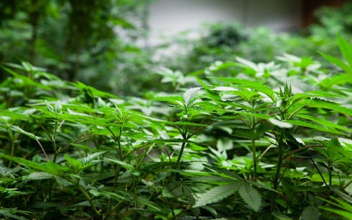 Cannabis Plants Growing