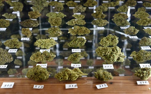 Forty out of 735 entries in the flower competition at the 2016 Emerald Cup—and 25 percent of concentrates—tested positive for pesticides or other chemicals.