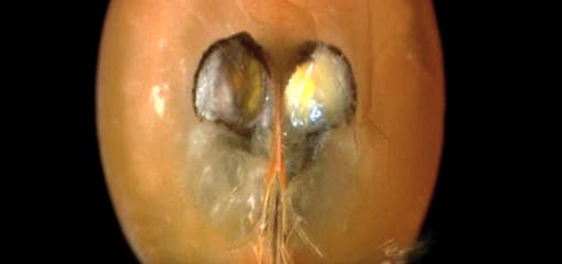 If Squidward were real and full of Tang. (BBC Planet Earth)