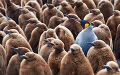 'Planet Earth' II Finally Debuting in the U.S.