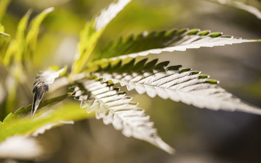 Indoor marijuana garden