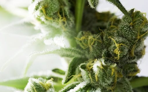 Marijuana flower buds.