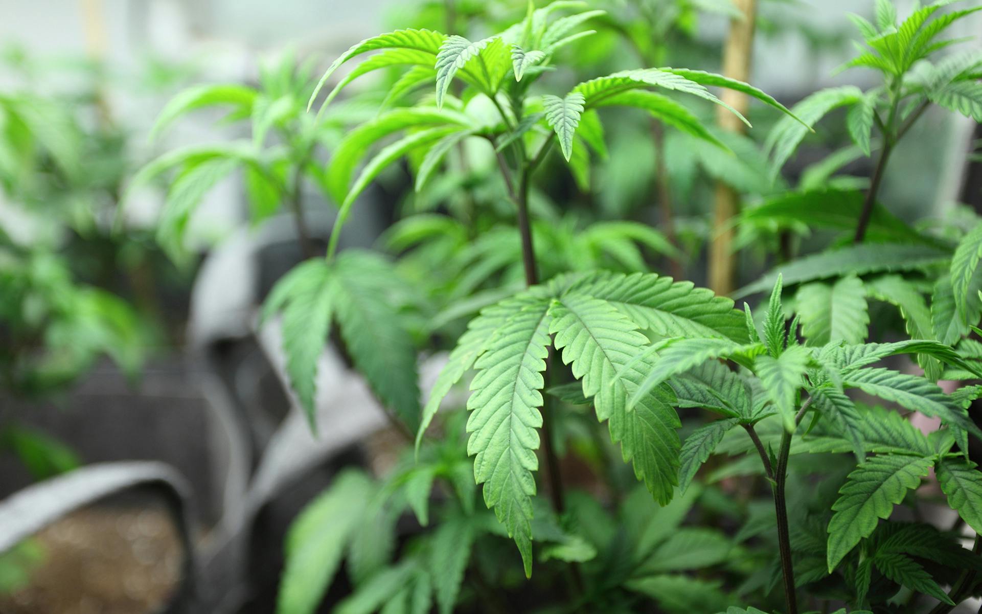 Maximizing CBD’s Effects: 5 Experts on Whole Plant Medicine image