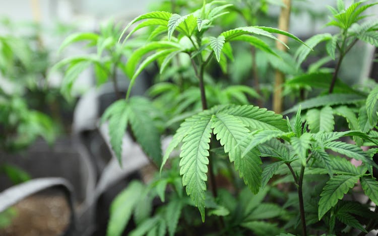 Maximizing CBD’s Effects and Benefits: 5 Experts Weigh In image