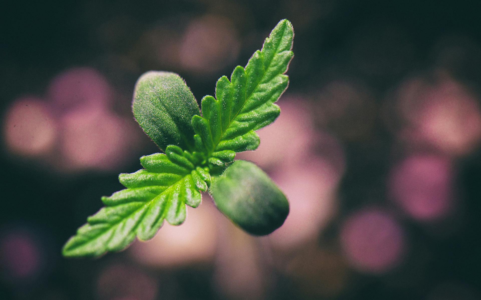 5 common mistakes made by cannabis growers image