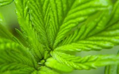 The History and Emergence of the CBD Cannabis Strains