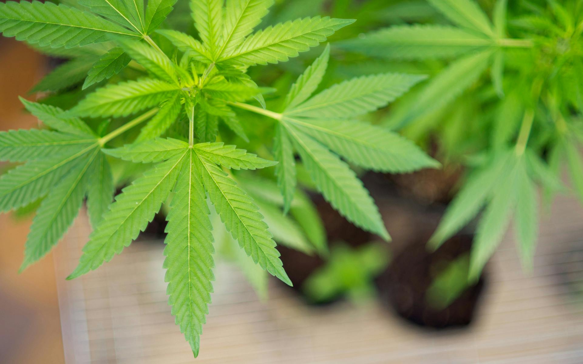 5 of the Hardest Cannabis Strains to Grow Leafly