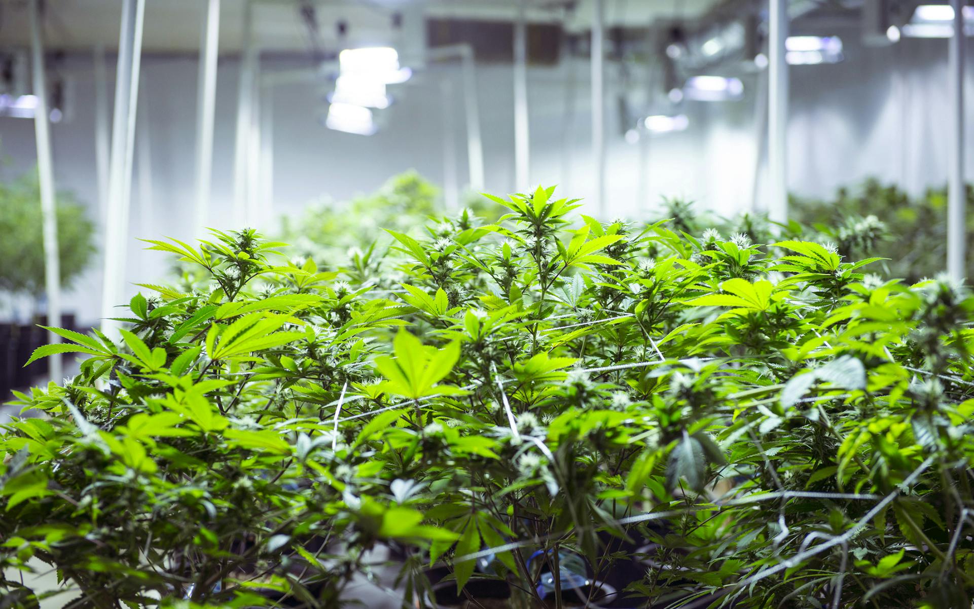 How to grow weed indoors image