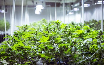 Growing cannabis beginners guide