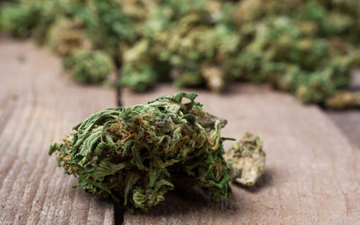 Marijuana bud close up