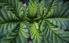 Get Ready for Leafly's Cannabinoid Week