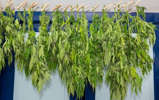 How to Prevent Mold on Marijuana Plants While Curing