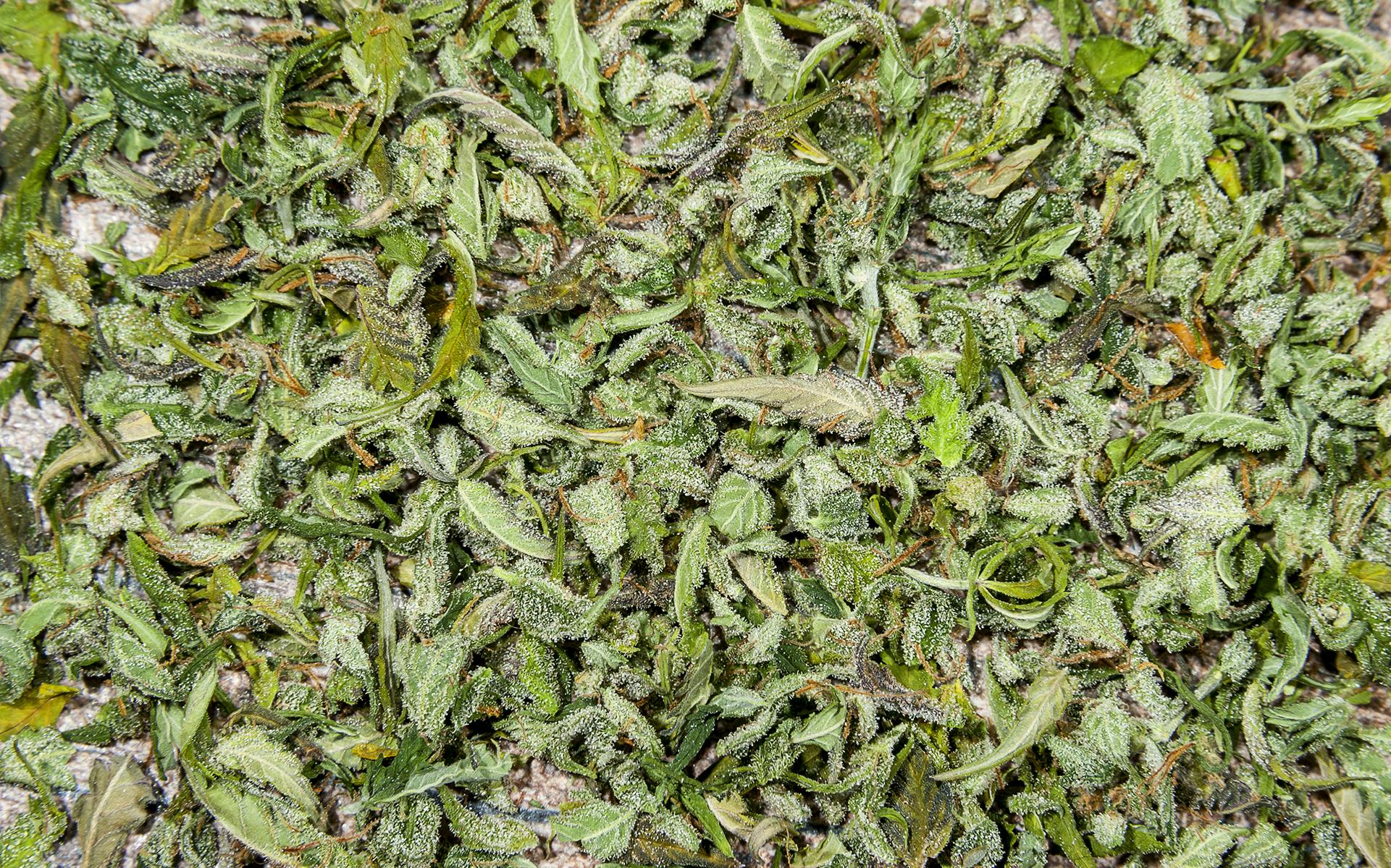 Preventing Mold While Curing Cannabis image