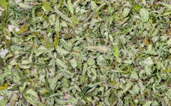 How to Prevent Mold on Marijuana Plants While Curing