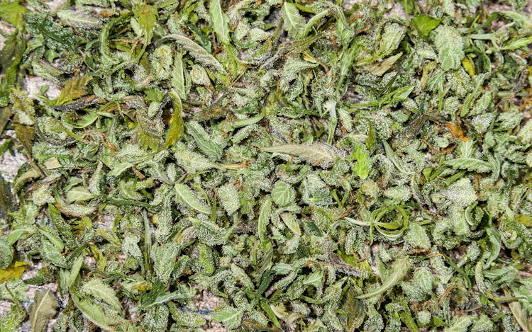 How to Prevent Mold on Cannabis While Curing image