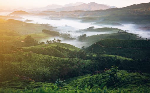 Tea plantation in India
