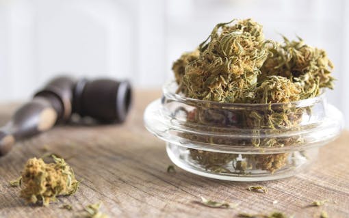 Marijuana buds in the glass plate