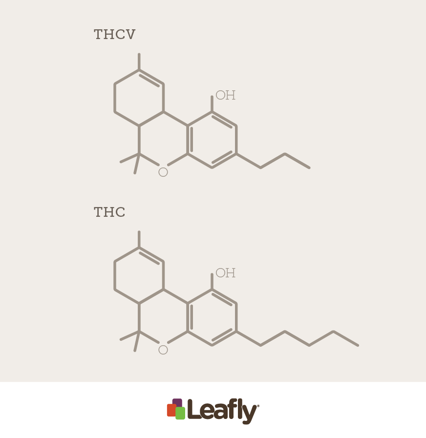 Is The Cannabinoid THCV Psychoactive? | Leafly