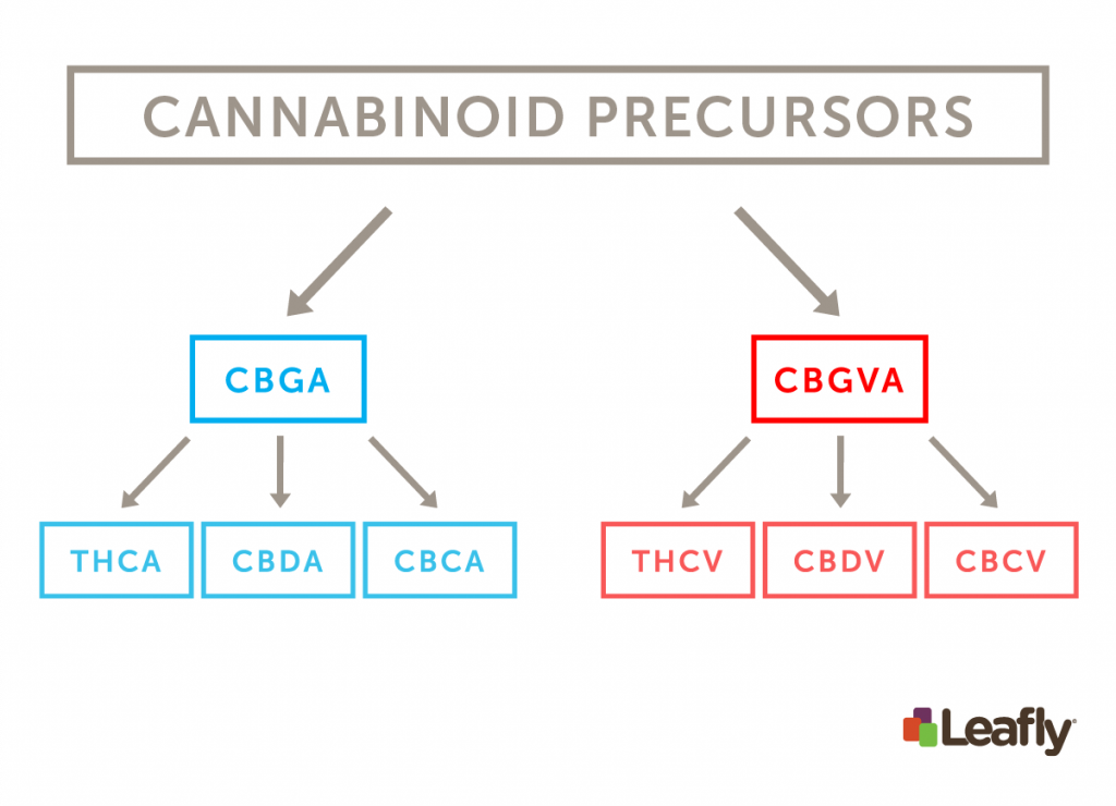 Is The Cannabinoid THCV Psychoactive? | Leafly