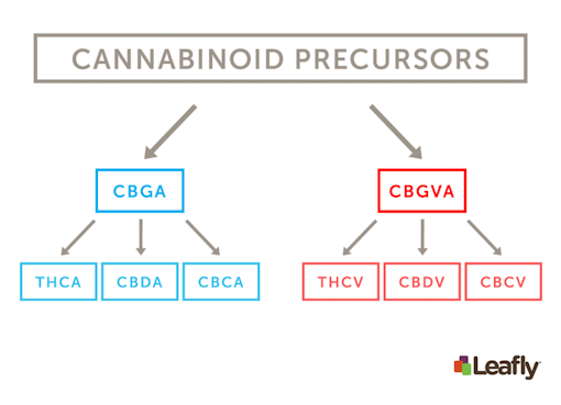 Figure 1: (Amy Phung/Leafly)