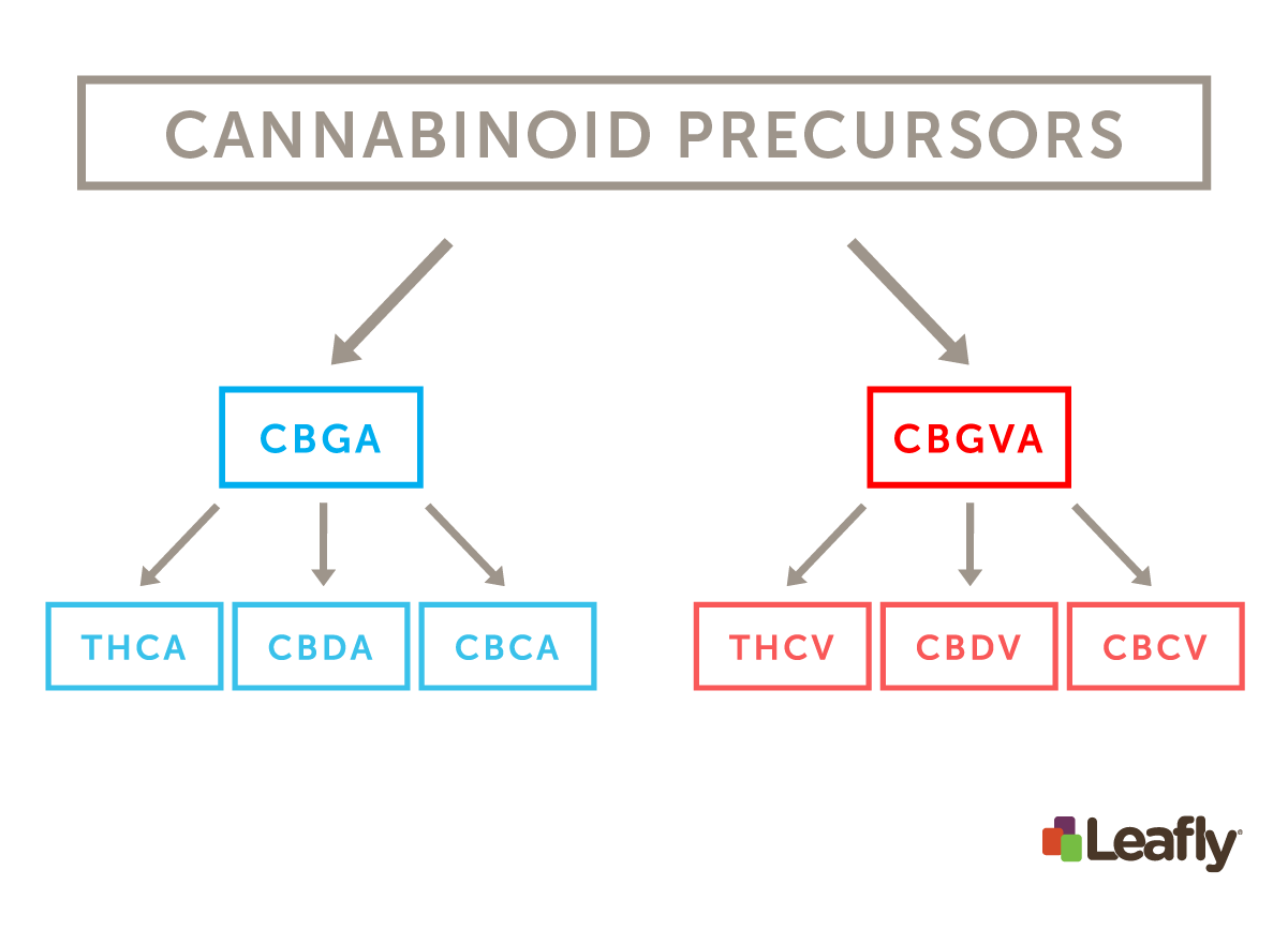 The biosynthetic pathway linking cannabinoid acids