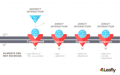 CBD receptor systems