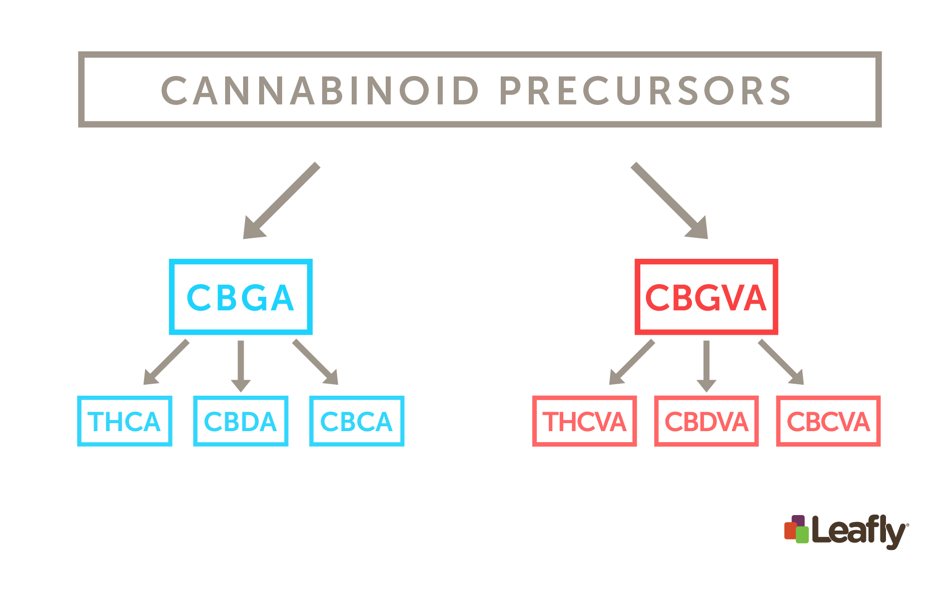 A List Of Major Cannabinoids In Cannabis And Their Effects | Leafly