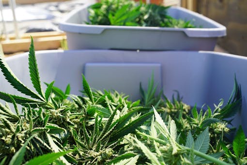 Marijuana Bud Clippings Harvested From the Plant Commercial Grow Operation