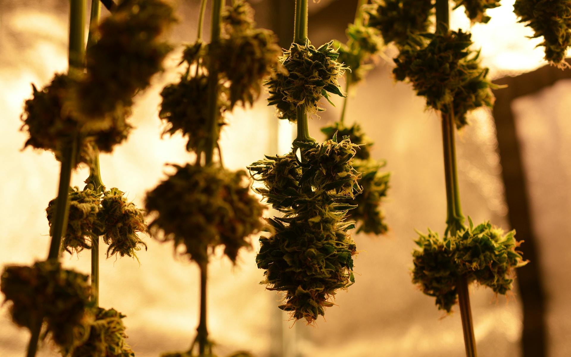 How Humidity Control Benefits Cannabis image