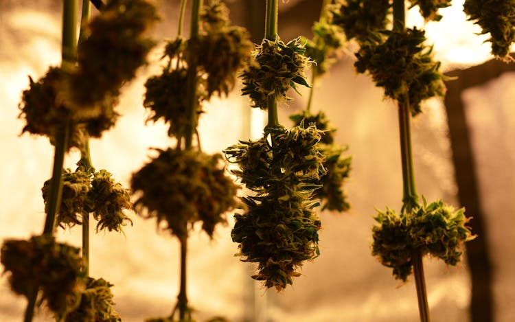 Benefits of Humidity Level Control for Cannabis image