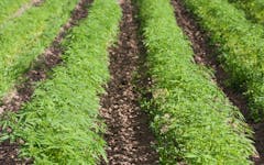 How No Till Cannabis Farming Methods Can Improve Your Crop