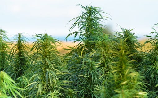 What Are the Benefits of No Till Methods for Growing Cannabis?