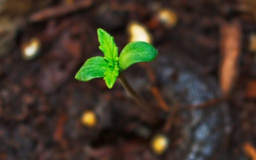 Creating a No Till Cananbis Garden at Home