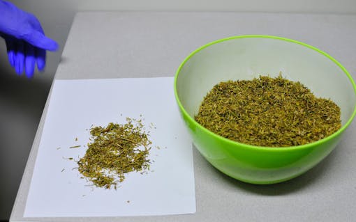 governement-cannabis