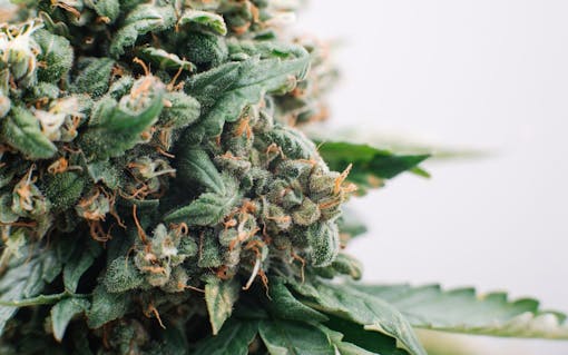 medical marijuana flowers plants