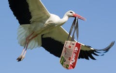 Forget Drones: Leafly Cannabis Delivery Takes Wing