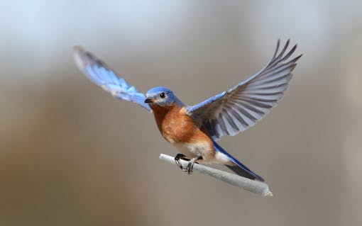 Leafly Wings Budget Budgie delivery option