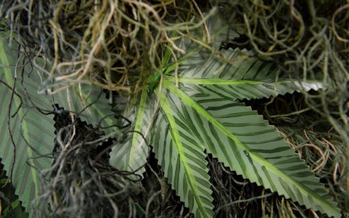 (Jamie Cotten for Leafly)