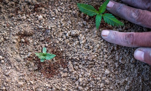 soil with cannabis plant nutrients and fertilizers